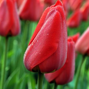Beautiful red tulip Parade