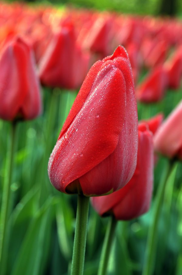 Beautiful red tulip Parade
