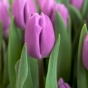 Beautiful purple tulip paradero