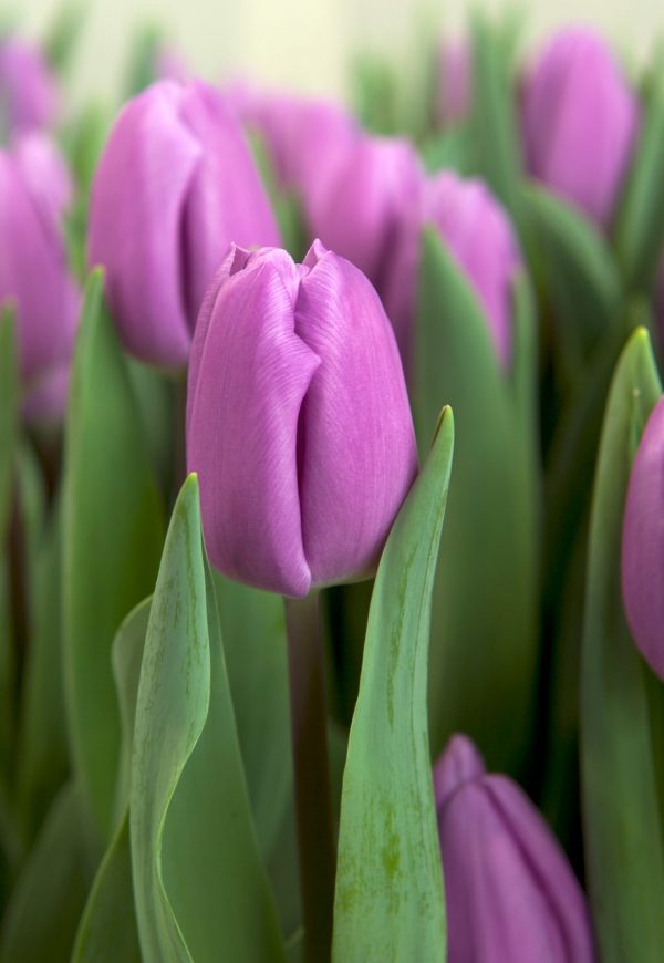 Beautiful purple tulip paradero