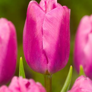 Beautiful pink tulip Pink Flag