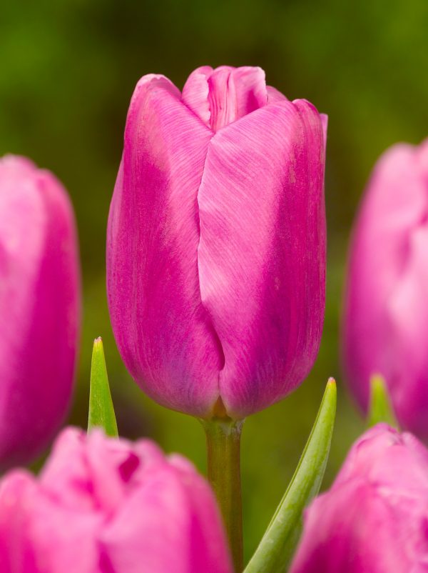 Beautiful pink tulip Pink Flag