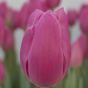 Beautiful pink tulip Pink Twist