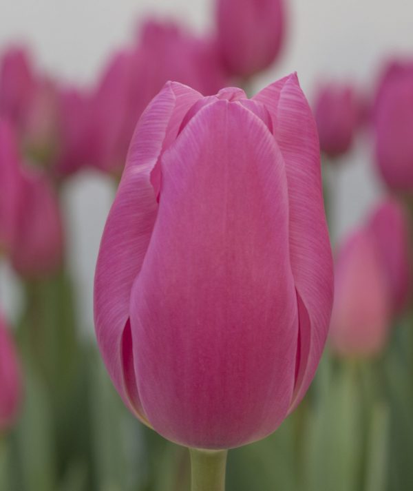 Beautiful pink tulip Pink Twist