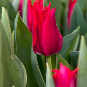 Beautiful red tulip Pretty Woman