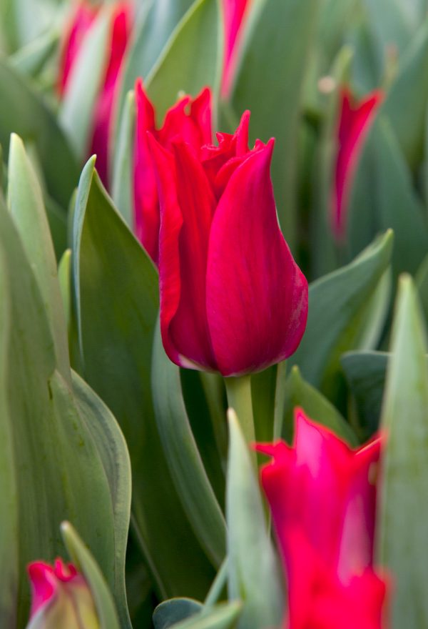 Beautiful red tulip Pretty Woman