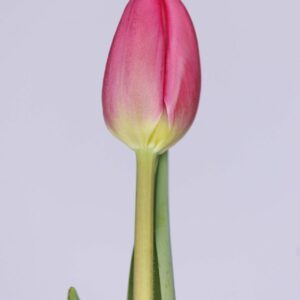 Single pink tulip Prine Time