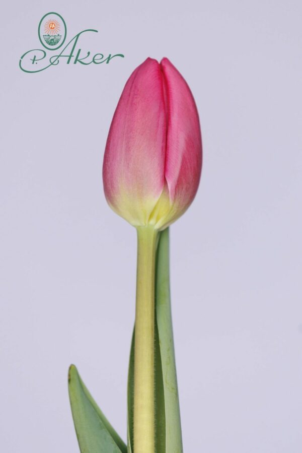 Single pink tulip Prine Time