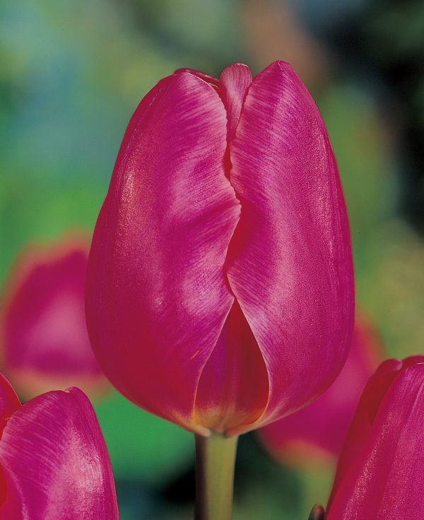 Beautiful dark pink tulip Prime Time