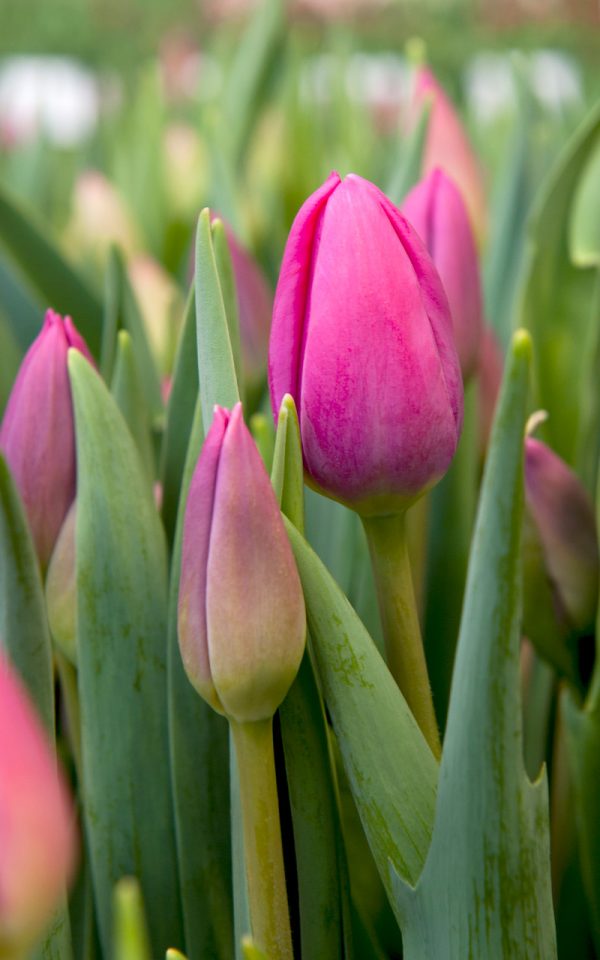 Beautiful pink tulip Prime Time