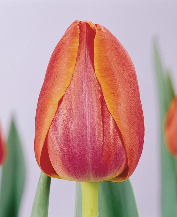 Beautiful tall red/orange tulip Prior