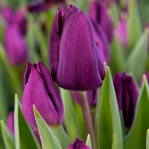 Dark purple tulip 'Purple Lady'