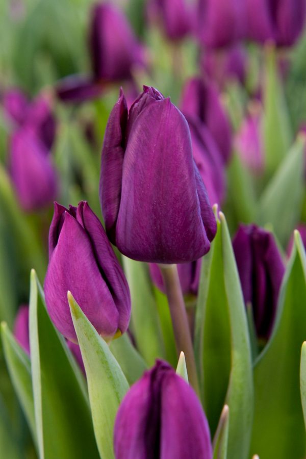 Dark purple tulip 'Purple Lady'