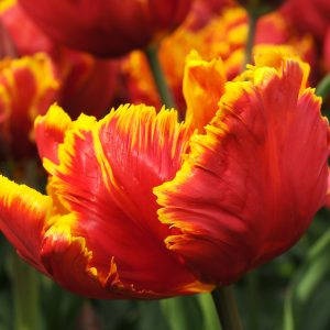 Red and Yellow parrot tulip 'Red Bright Parrot'