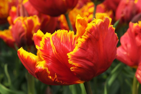 Red and Yellow parrot tulip 'Red Bright Parrot'