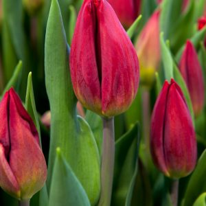 Beautiful red tulip 'Red Gold'