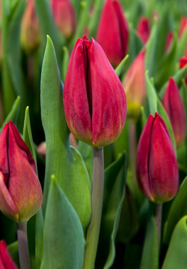 Beautiful red tulip 'Red Gold'