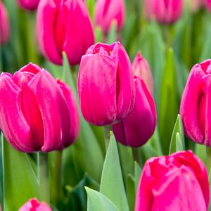 Beautiful red tulip