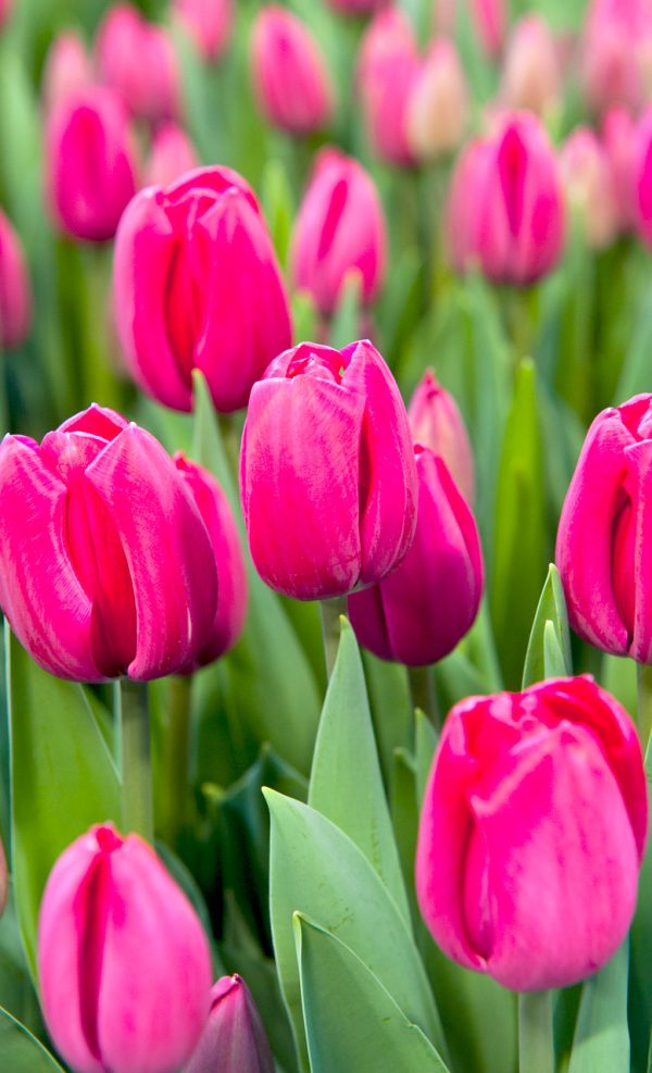 Beautiful red tulip