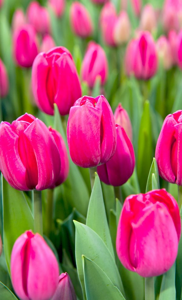 Beautiful red tulip