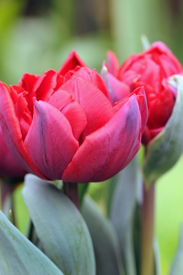 Beautiful double red tulip 'Red Princess'