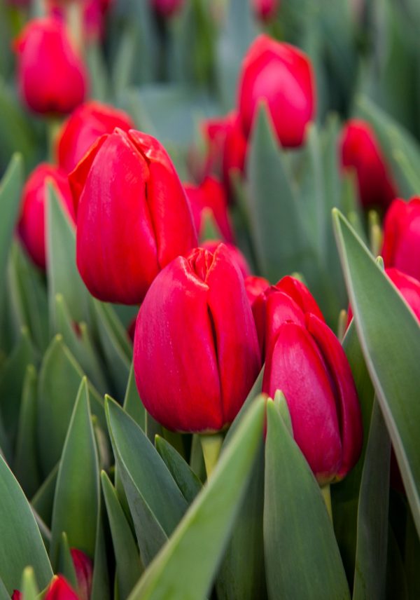 Beautiful red tulip 'Rescue'
