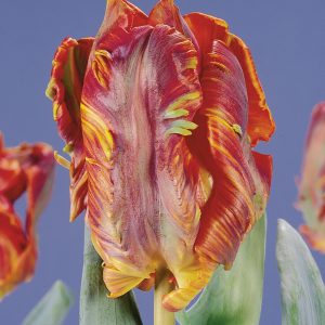 Beautiful red parrot tulip 'Rococo'