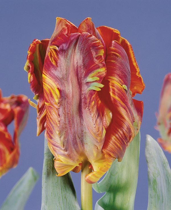 Beautiful red parrot tulip 'Rococo'