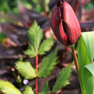 Beautiful dark purple tulip 'Ronaldo'