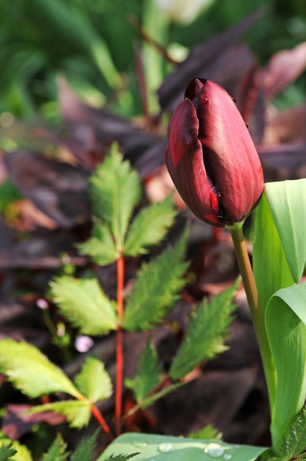 Beautiful dark purple tulip 'Ronaldo'