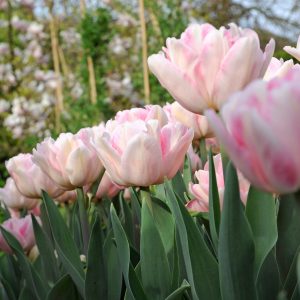 Beautiful light pink tulip 'Rosalie'