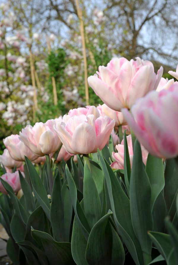 Beautiful light pink tulip 'Rosalie'