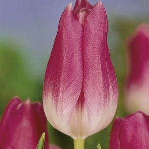 Tall pink tulip 'Royal Ten'