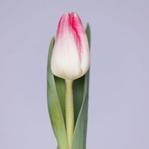 Single white/pink tulip Sinfonie