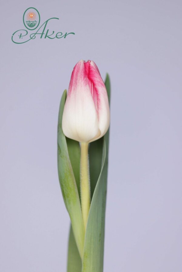 Single white/pink tulip Sinfonie