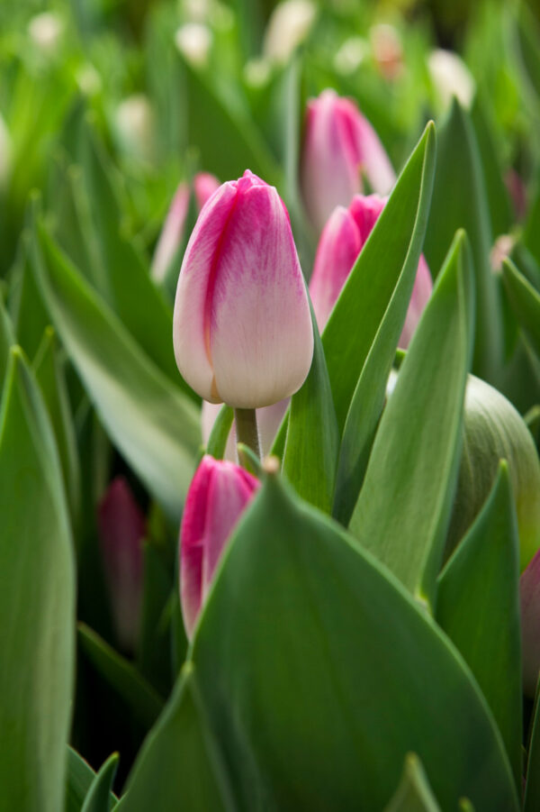 Single pink tulip in green leaves