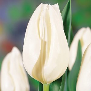 Clear white tulip 'Snow Lady'