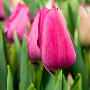 Beautiful pink tulip 'Sweet Rosy'