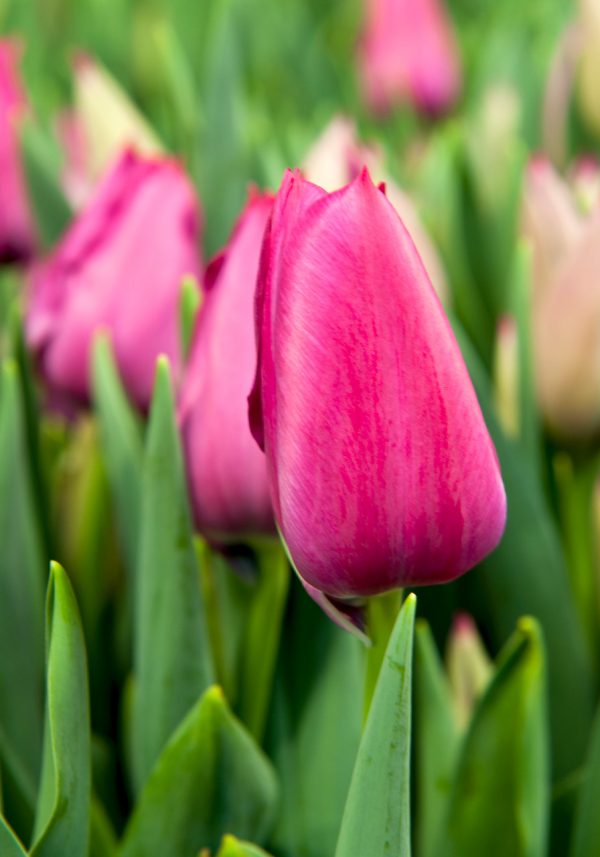 Beautiful pink tulip 'Sweet Rosy'