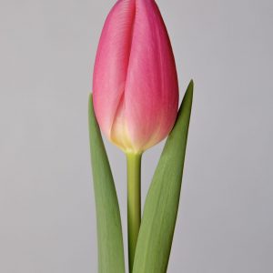 Single pink tulip Sweet Telle
