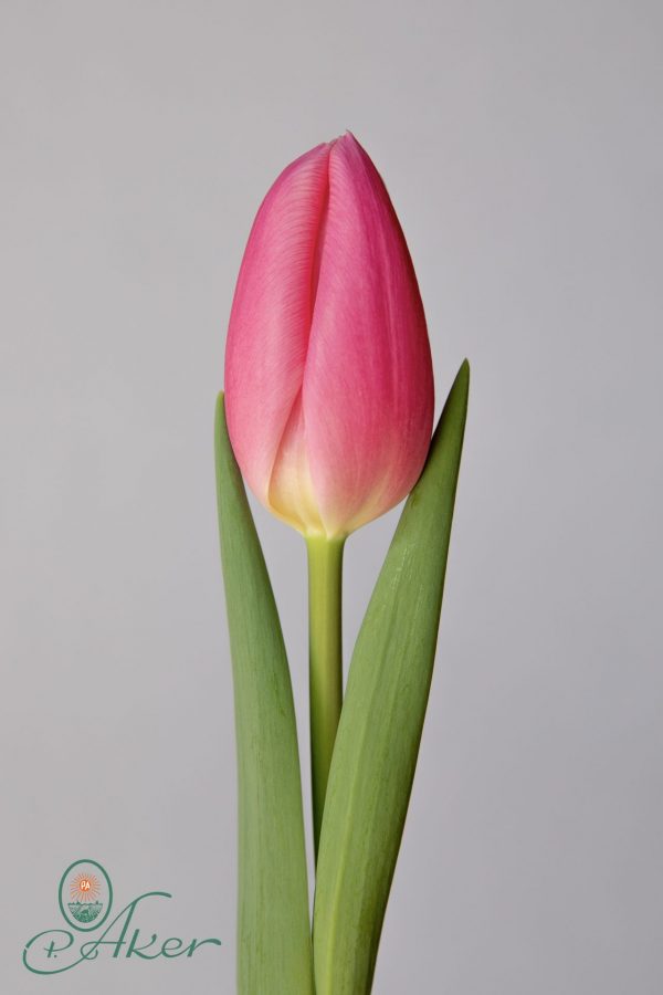 Single pink tulip Sweet Telle