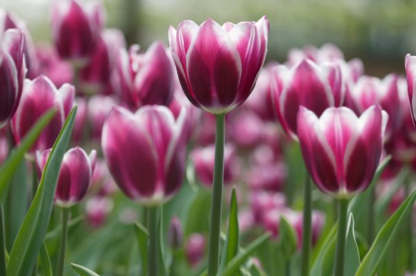 Beautiful purple wit tulip 'Synaeda Blue'