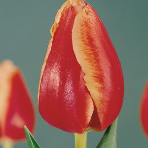 Beautiful red tulip 'Talent'