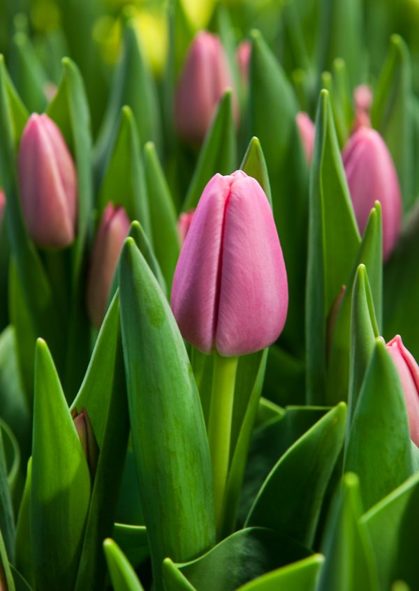 Beautiful pink tulip 'Tresor'