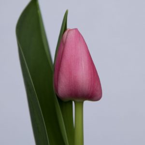 Single pink tulip Tresor