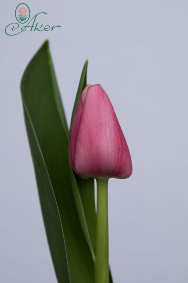 Single pink tulip Tresor