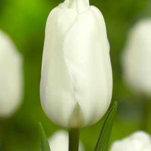 Beautiful whit tulip 'White Flag'