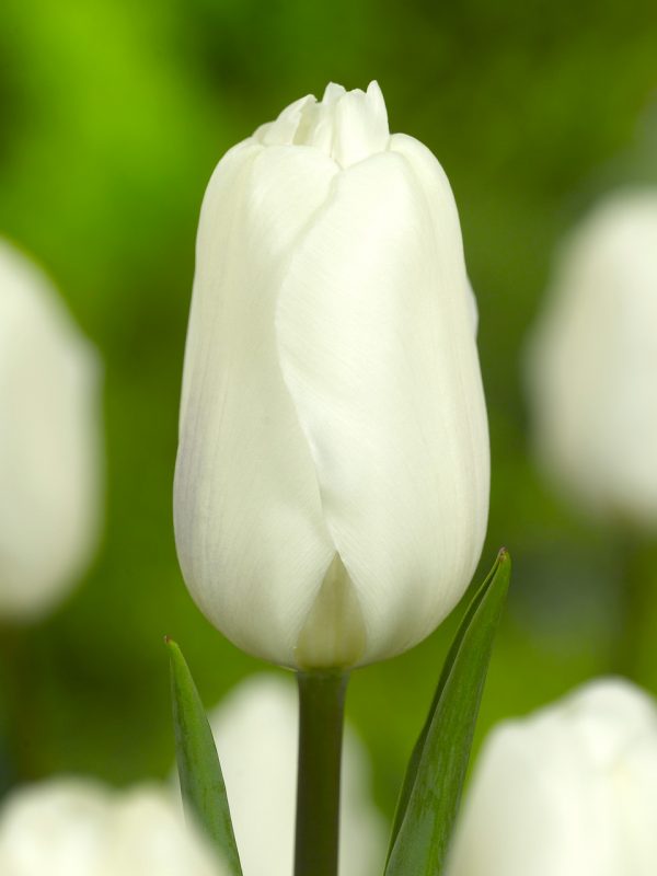 Beautiful whit tulip 'White Flag'