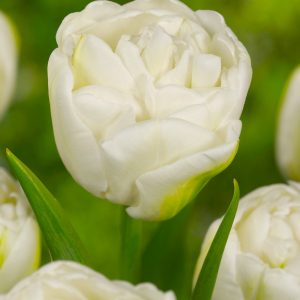 Beautiful double white tulip 'White Heart'