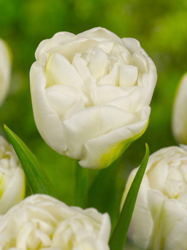 Beautiful double white tulip 'White Heart'